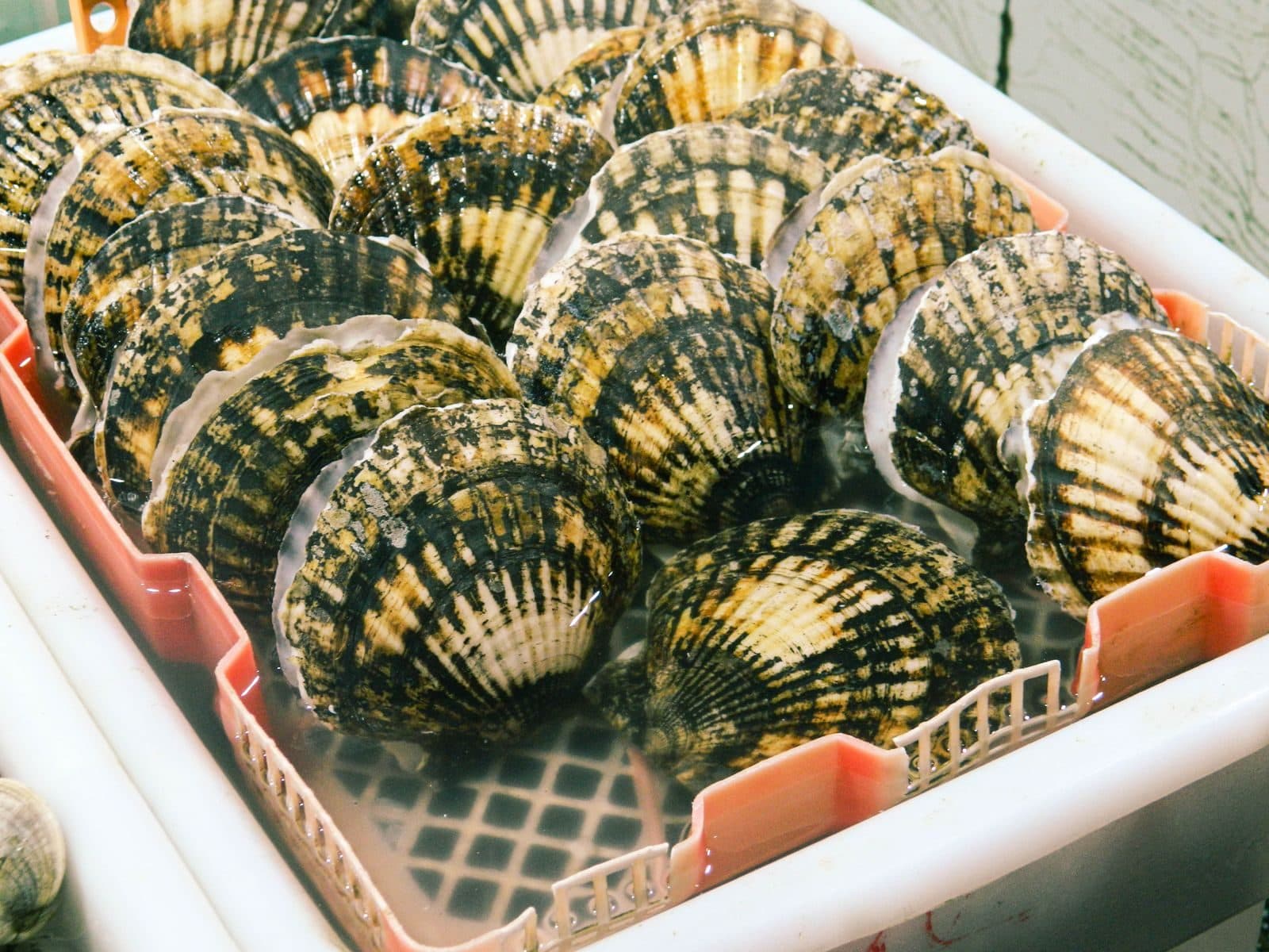 Scallops